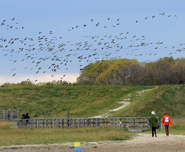 wandelingen zwinvlakte