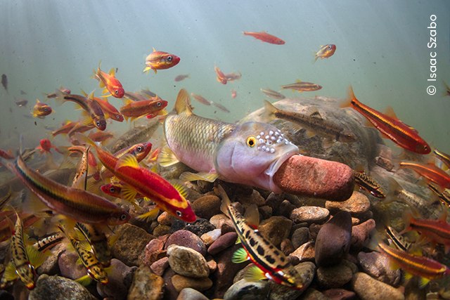 wildlife photographer of the year - isaac szabo