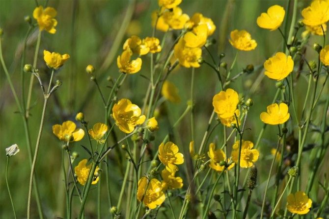 Veld van boterbloemen 