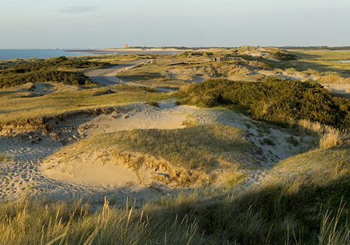 De Zwin duinen