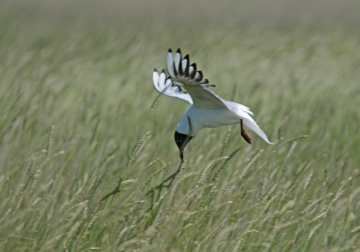 trekvogelsymposium