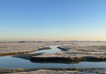 winter in het zwin