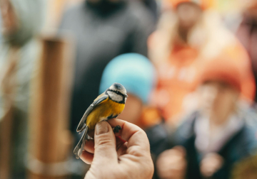 Bird ringing